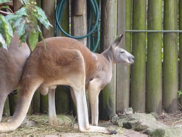 Hortense au pays des koalas