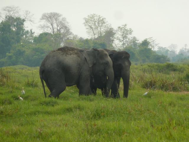 Balade en éléphants